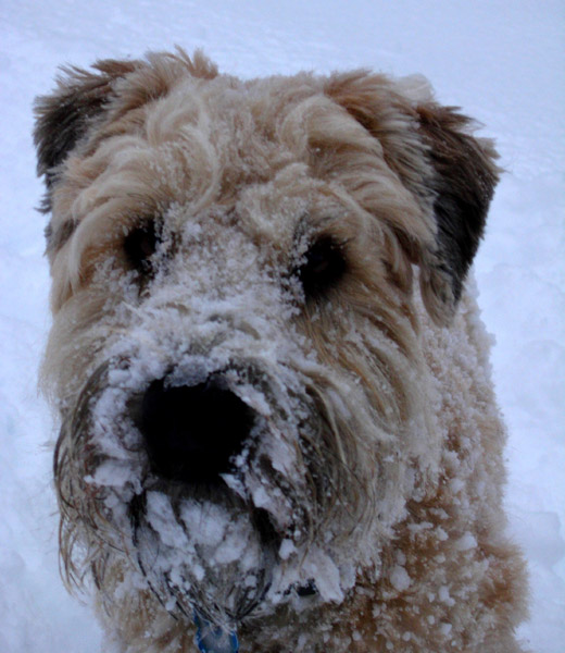 charlie.1